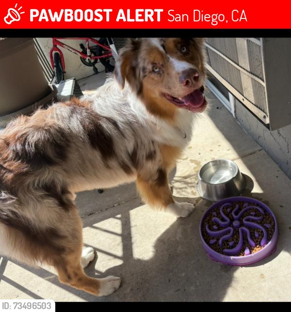 Lost Male Dog last seen El patron restaurant, San Diego, CA 92126