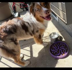 Lost Male Dog last seen El patron restaurant, San Diego, CA 92126