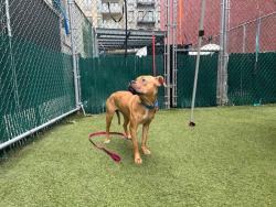 Shelter Stray Female Dog last seen Near Folin Street, BRONX, NY, 10457, 326 E 110th St, New York, NY 10029, USA