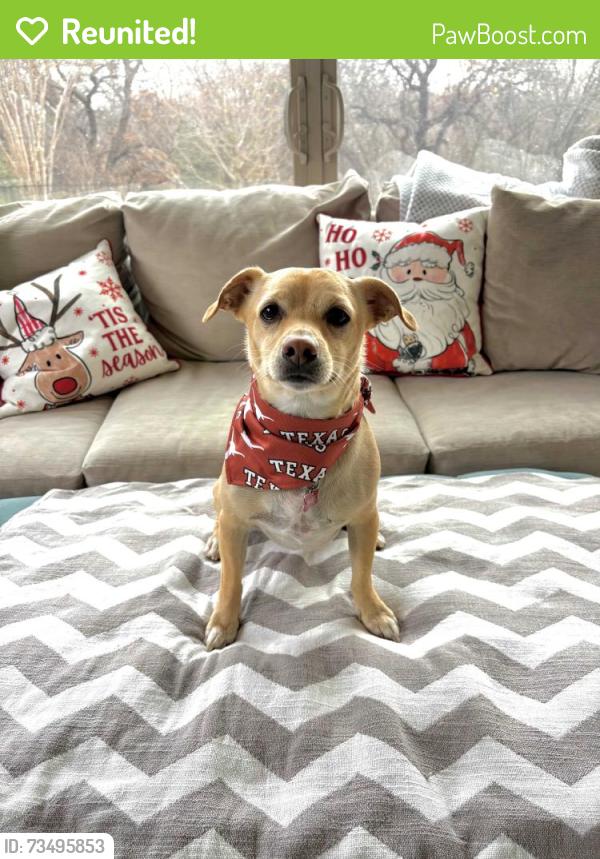Reunited Male Dog last seen Three bridges Drive Flower Mound Tx, Flower Mound, TX 75022