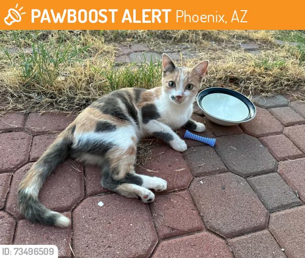 Found/Stray Female Cat last seen W Country Gables Dr and N 29th Dr, Phoenix, AZ 85053