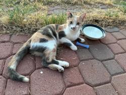 Found/Stray Female Cat last seen W Country Gables Dr and N 29th Dr, Phoenix, AZ 85053