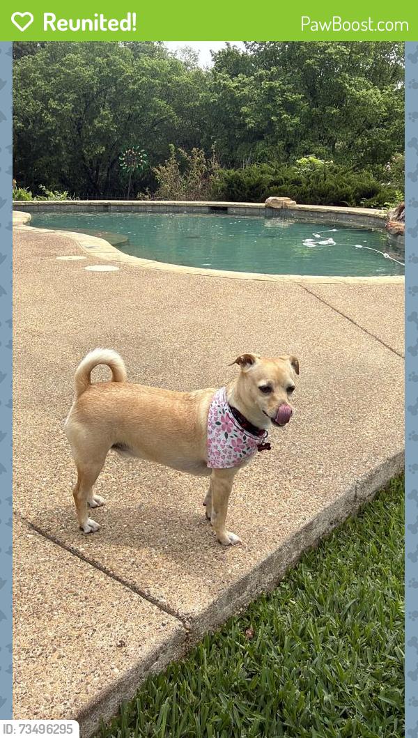 Reunited Male Dog last seen Simmons and Sentinel Oak, Flower Mound, TX 75022