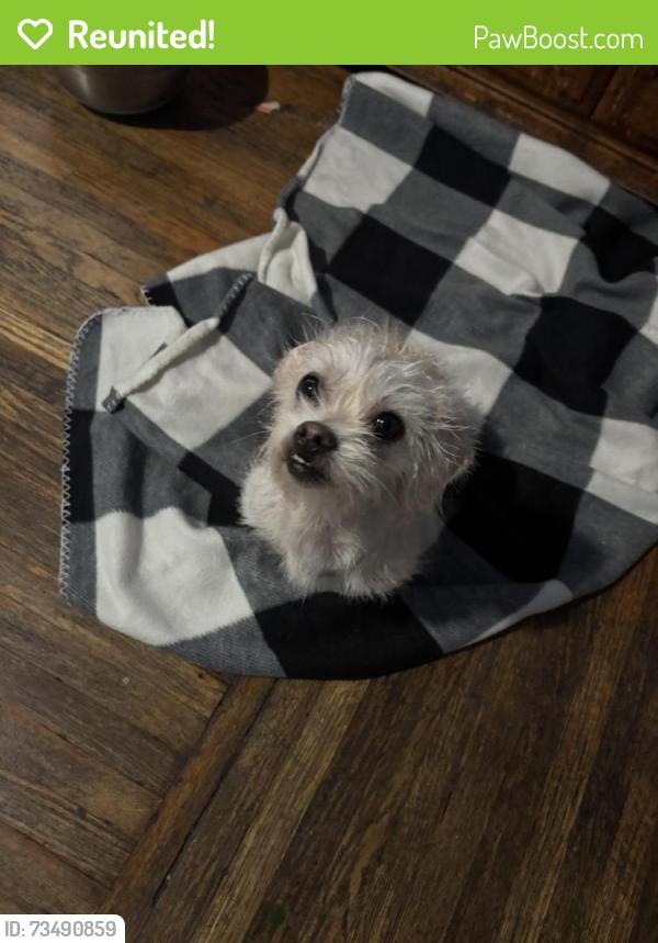 Reunited Female Dog last seen West Louise st and Market, Long Beach, CA 90805