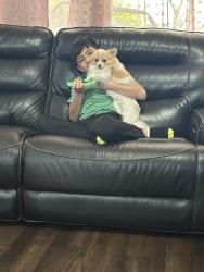 Lost Male Dog last seen Ovada Ave Lexington nc, Lexington, NC 27292