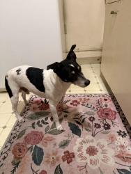 Reunited Male Dog last seen Kalmia and Second, San Diego, CA 92101
