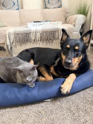 Reunited Female Dog last seen Churn creek and hartnell. Live next door to enterprise, Redding, CA 96002
