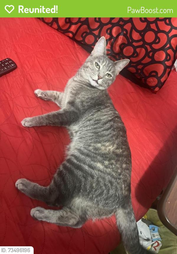 Reunited Female Cat last seen Plummer, Los Angeles, CA 91324