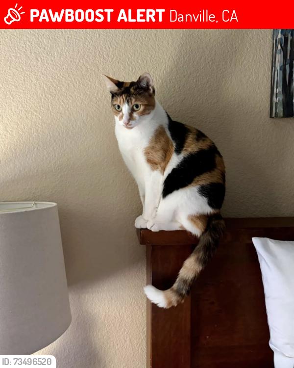 Lost Female Cat last seen Shadowhawk Neighborhood, Danville, CA 94506