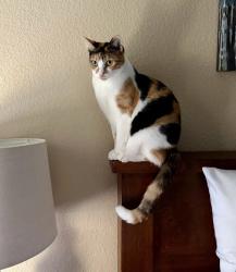 Lost Female Cat last seen Shadowhawk Neighborhood, Danville, CA 94506