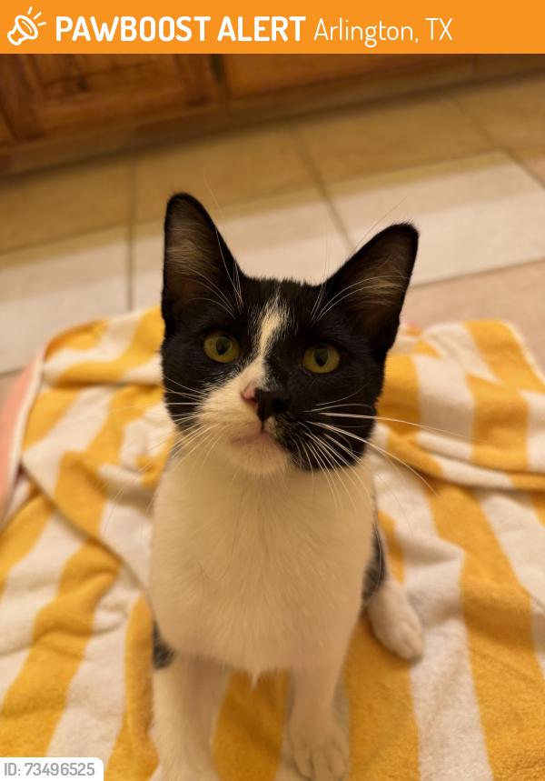 Found/Stray Male Cat last seen Taco Casa Parking lot, Arlington, TX 76014