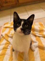 Found/Stray Male Cat last seen Taco Casa Parking lot, Arlington, TX 76014
