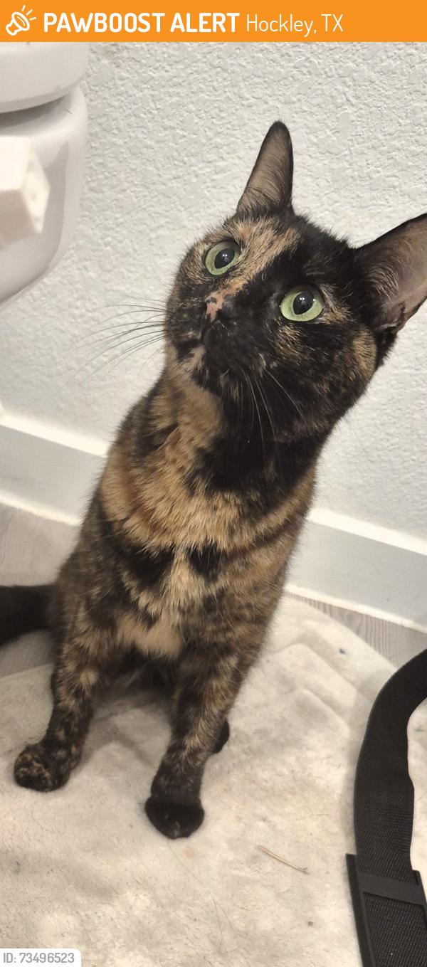 Found/Stray Female Cat last seen Bauer Meadows subdivision, Hockley, TX 77447