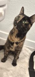 Found/Stray Female Cat last seen Bauer Meadows subdivision, Hockley, TX 77447