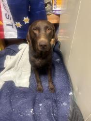 Found/Stray Female Dog last seen Village and llanada in victorville, Victorville, CA 92394
