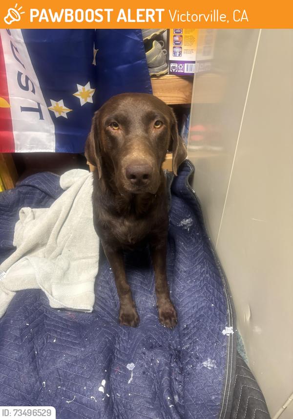 Found/Stray Female Dog last seen Village and llanada in victorville, Victorville, CA 92394
