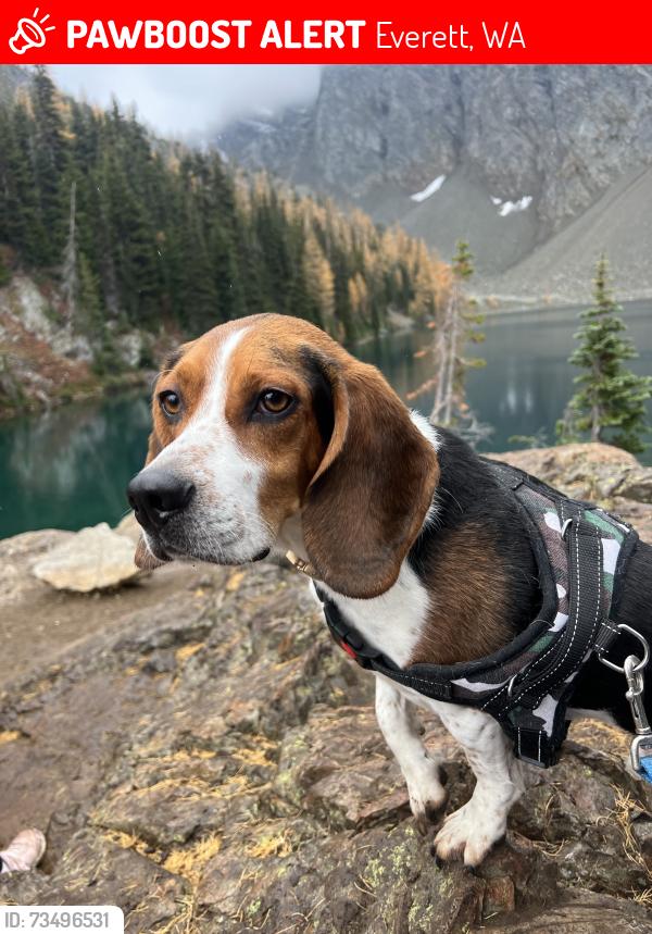 Lost Male Dog last seen 7th avenue in Everett, Everett, WA 98208