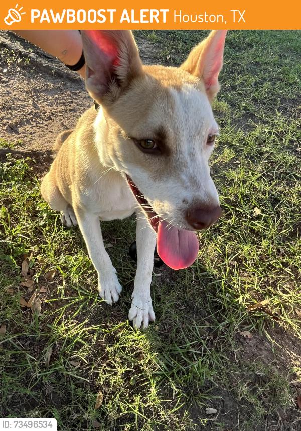 Found/Stray Male Dog last seen Near Marrs Dr Houston, TX 77065 United States, Houston, TX 77065