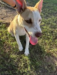 Found/Stray Male Dog last seen Near Marrs Dr Houston, TX 77065 United States, Houston, TX 77065
