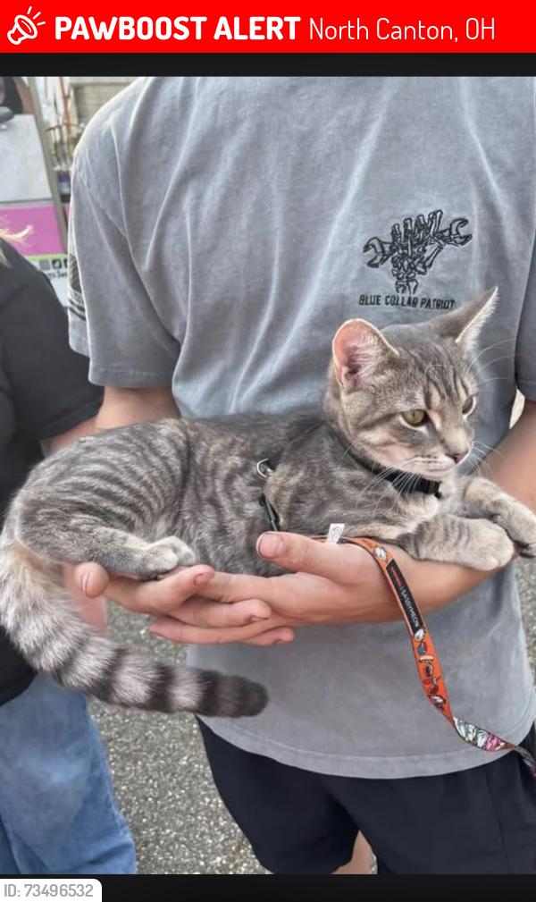 Lost Male Cat last seen We live right on portage down the road from sam’s club and the dunkin, North Canton, OH 44720