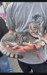 Lost Male Cat last seen We live right on portage down the road from sam’s club and the dunkin, North Canton, OH 44720