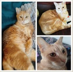 Reunited Male Cat last seen Heron Foods, Miller Road, Ribbleton, England 