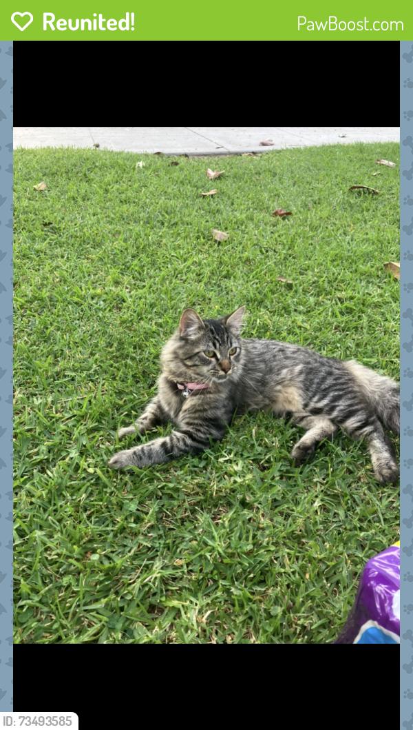 Reunited Male Cat last seen Broadway & S. Citron, Anaheim, CA 92805