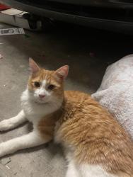 Reunited Unknown Cat last seen Greenway Rd & Cotton Ln, Surprise, AZ 85388