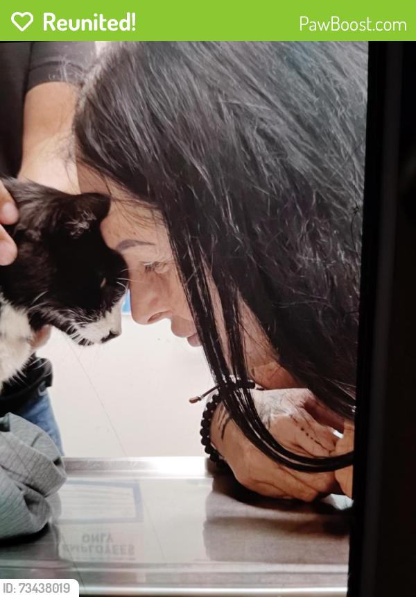 Reunited Male Cat last seen Water oak at the lake subdivision, Mooresville, NC 28117