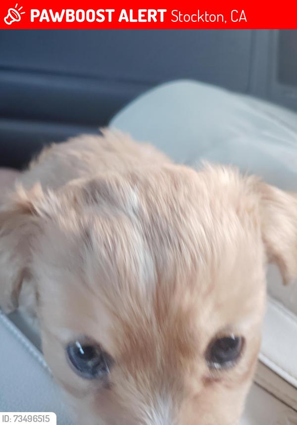 Lost Female Dog last seen Public storage or 7/11 on DMLK BLVD, Stockton, CA 95205