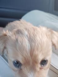Lost Female Dog last seen Public storage or 7/11 on DMLK BLVD, Stockton, CA 95205