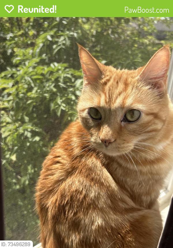Reunited Male Cat last seen Near templeton park cir apt 306, Colorado Springs, CO 80917