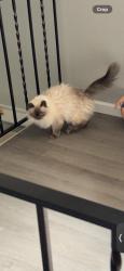 Reunited Female Cat last seen Peterson Rd, Colorado Springs, CO 80915