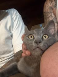 Lost Male Cat last seen Routier & button, Santa Cruz, CA 95060