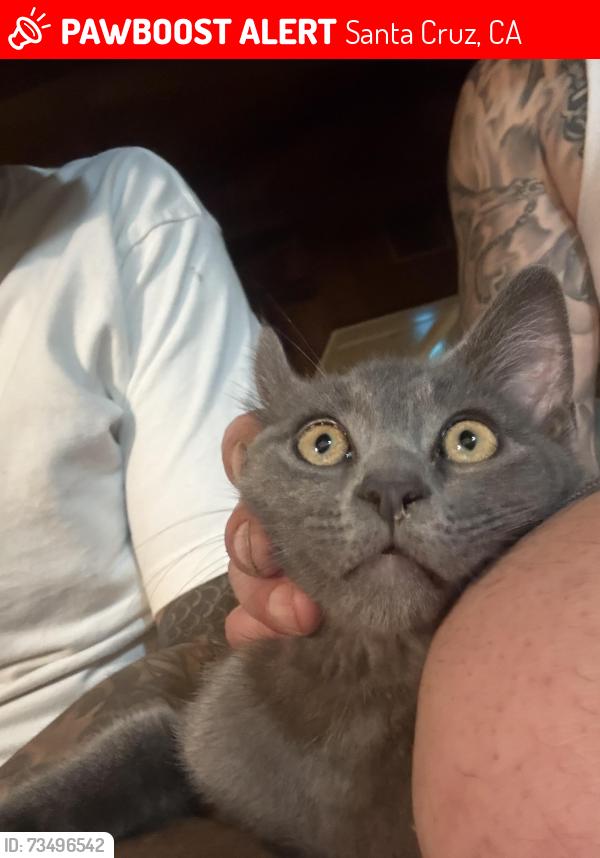 Lost Male Cat last seen Routier & button, Santa Cruz, CA 95060