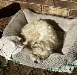 Reunited Female Dog last seen Near the corner of nc-124 and Webbs lake rd, Edgecombe County, NC 27852