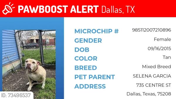 Lost Female Dog last seen Centre st and Vernon st. in the parking lot of La Michoacana, Dallas, TX 75208