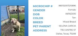 Lost Female Dog last seen Centre st and Vernon st. in the parking lot of La Michoacana, Dallas, TX 75208