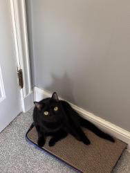 Reunited Female Cat last seen Sunnyside Park & Ollie's/CVS, Kenosha, WI 53142