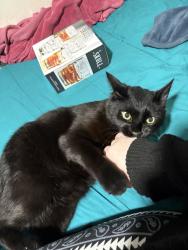 Reunited Male Cat last seen near grove st and prospect st in national city, National City, CA 91950