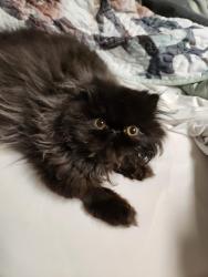 Reunited Male Cat last seen Tamar, Valley Cottage, NY 10989