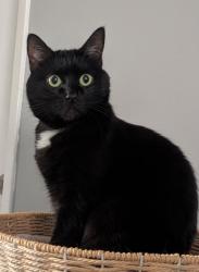 Reunited Female Cat last seen Beddington, Calgary, AB T3K 1R8