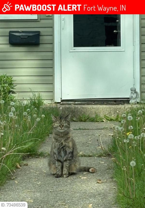 Lost Female Cat last seen Anthony and Mikkine in the new apmts they just built she was at my daughter's apmt, Fort Wayne, IN 46806