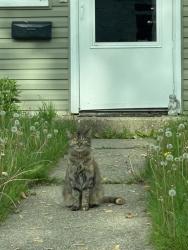 Lost Female Cat last seen Anthony and Mikkine in the new apmts they just built she was at my daughter's apmt, Fort Wayne, IN 46806
