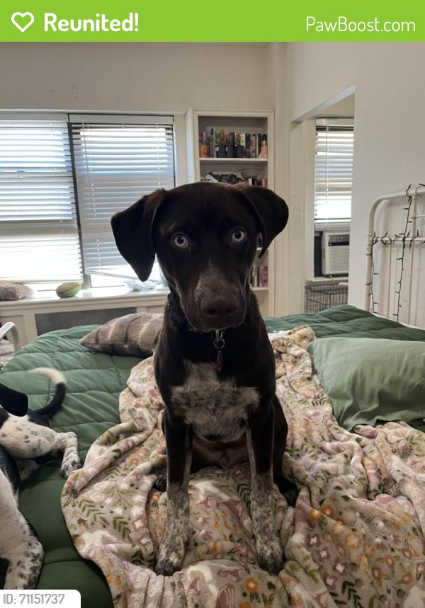 Reunited Male Dog last seen Near withers memphis tn, Memphis, TN 38104