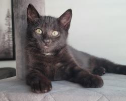Reunited Female Cat last seen 197th and 55A, Langley, BC 