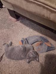 Lost Male Cat last seen Wadsworth yale, Lakewood, CO 80227