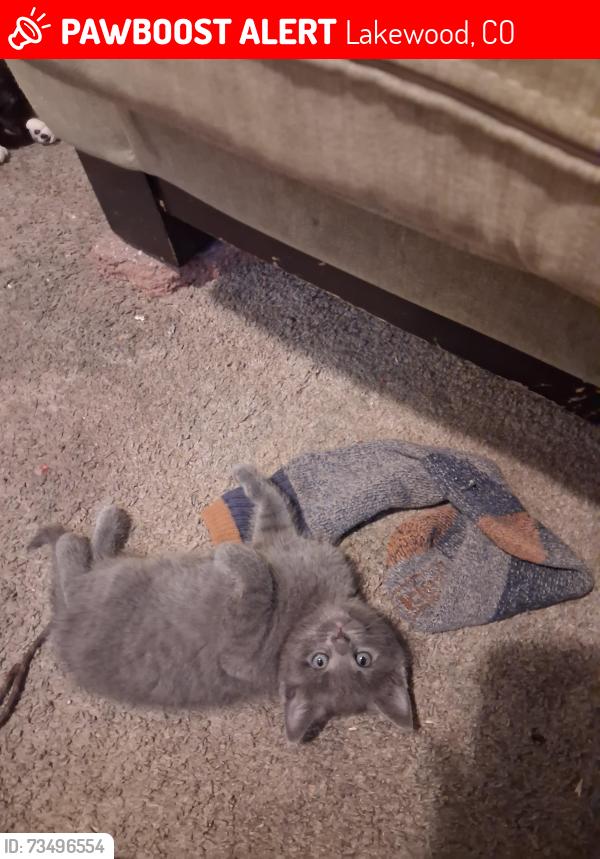 Lost Male Cat last seen Wadsworth yale, Lakewood, CO 80227