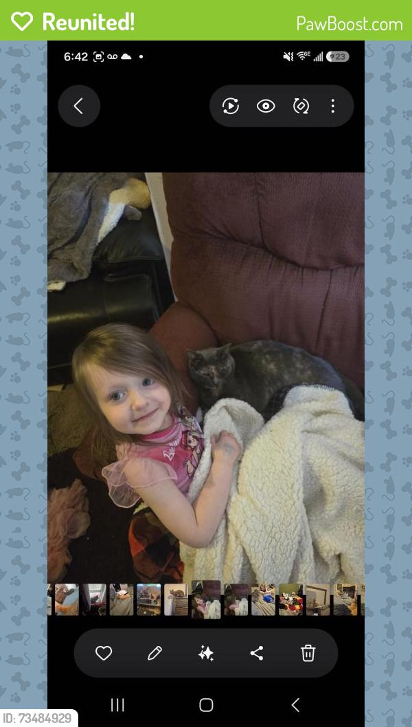 Reunited Female Cat last seen Hamilton crossing park, Bartow County, GA 30120
