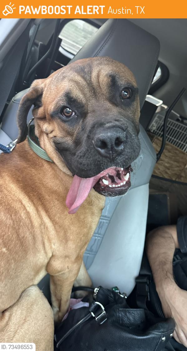 Found/Stray Male Dog last seen E William Cannon & Rockridge Drive, Austin, TX 78744